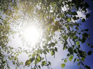 Ожидается высокая (4  класс) пожароопасность лесов и торфяников!